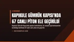 Kapıkule Gümrük Kapısı’nda 67 canlı piton ele geçirildi